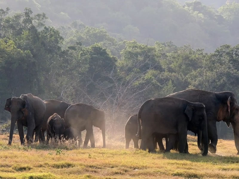 wilpattu-national-park-slider-89